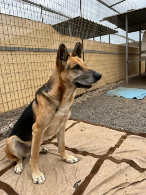 Charlie’s Story