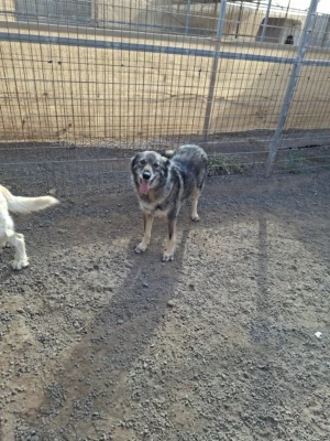PUPPY
