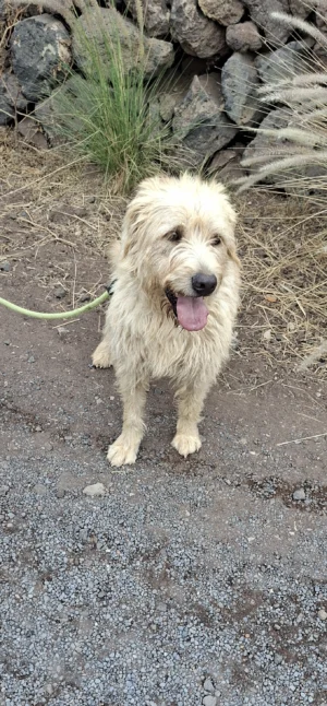 CESAR