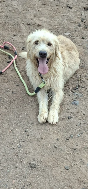CESAR