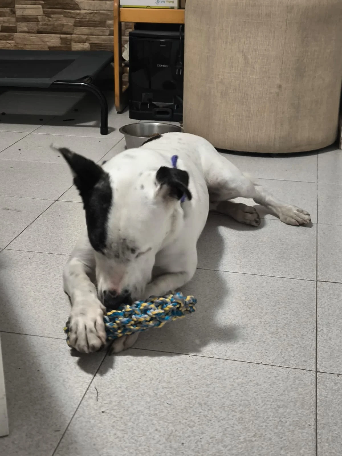 Patch Has Finally Found His Forever Home