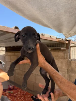 BLUEY (uma pup)