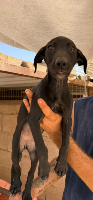 LADY (Uma Pup)