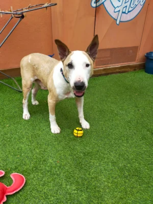 REX (Bullterrier)