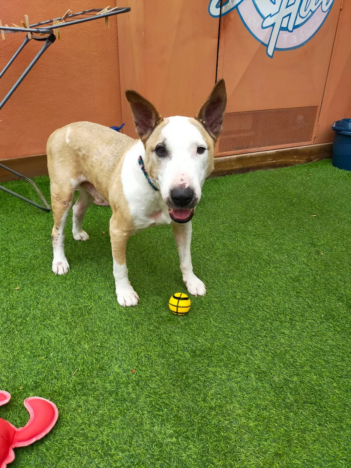 REX (Bullterrier)