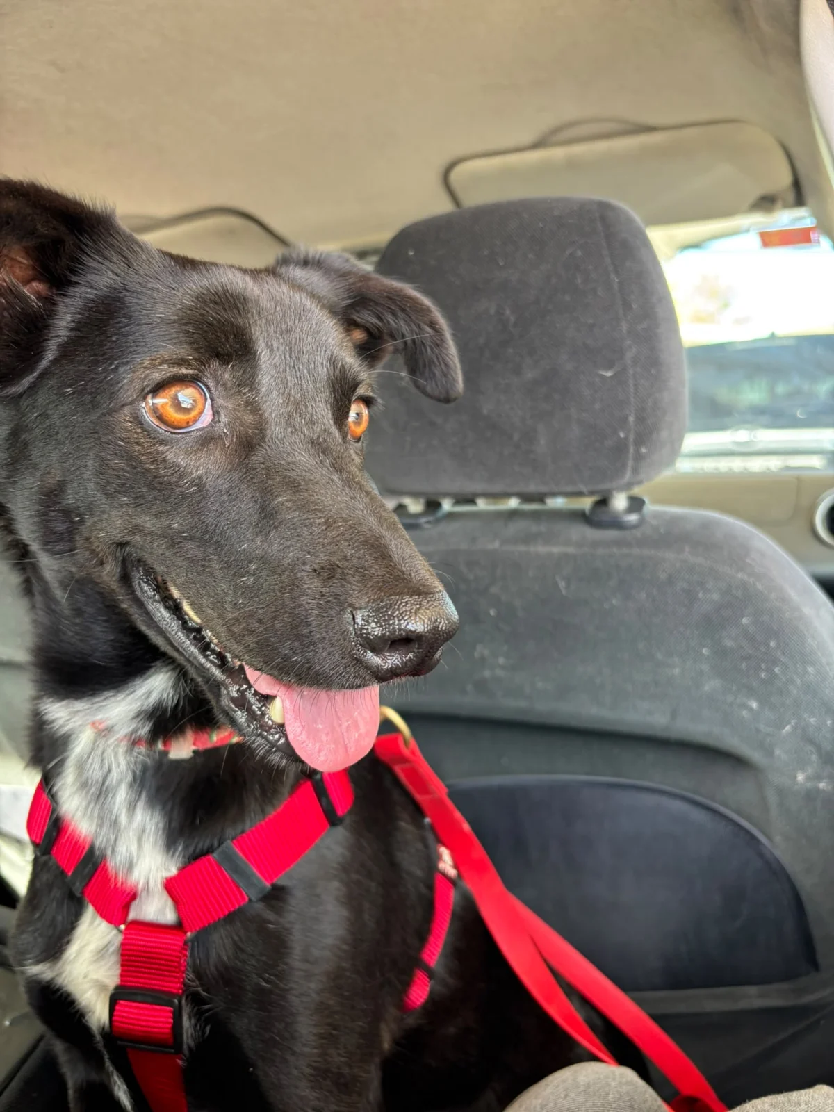 Alba Has Been Adopted!
