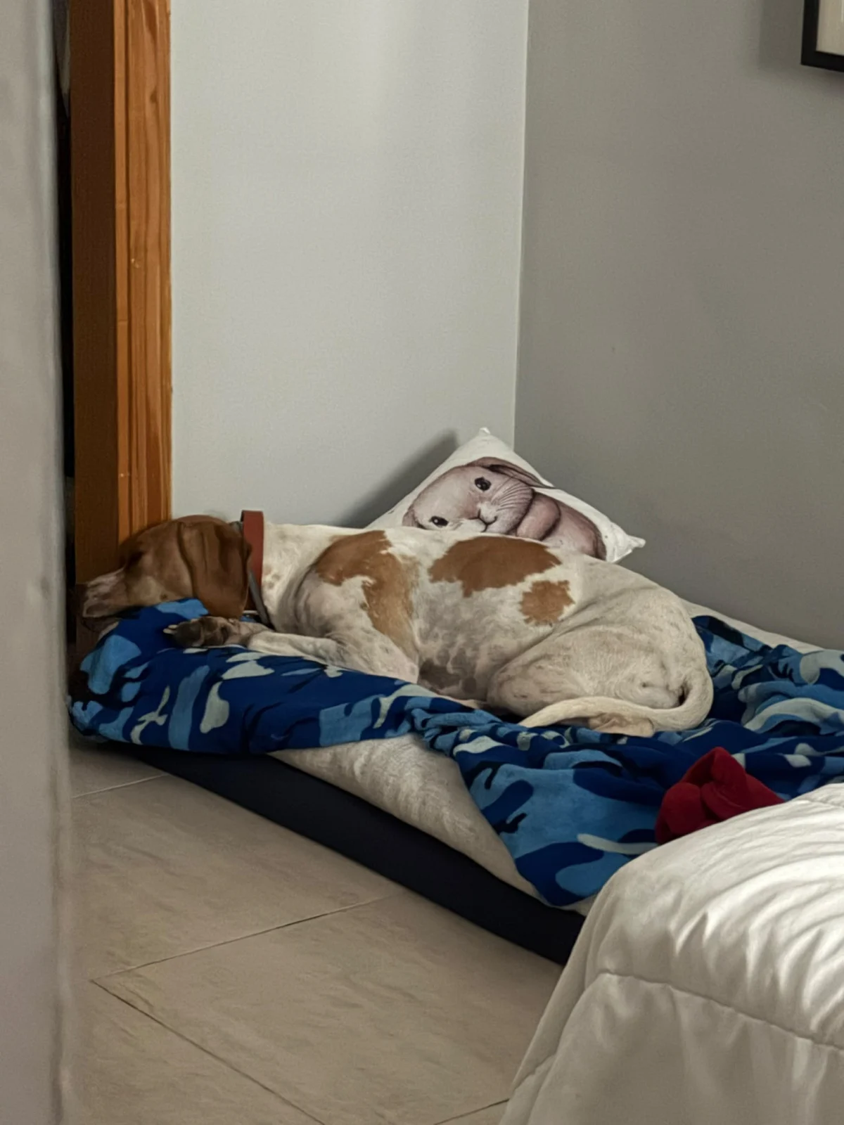 Pepita Has Found Her Forever Home