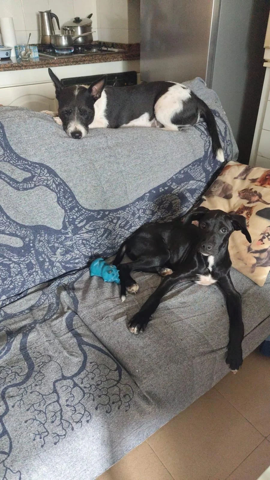 Comet Has Found His Forever Home