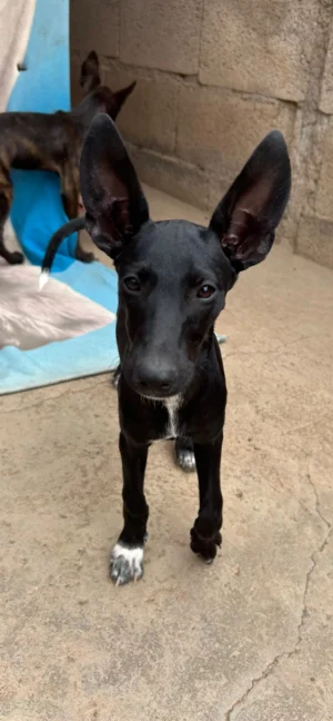 ELISE (Uma Pup)