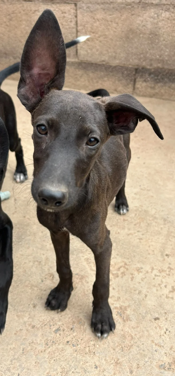 COPPER (Uma Pup)