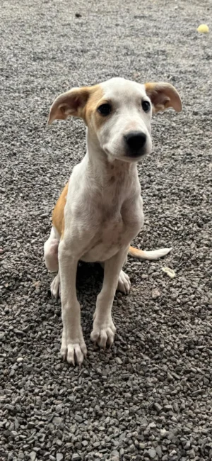 LOUISE (Fasnia Pup)