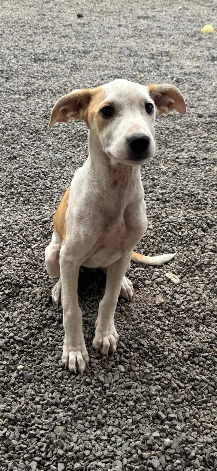 LOUISE (Fasnia Pup)