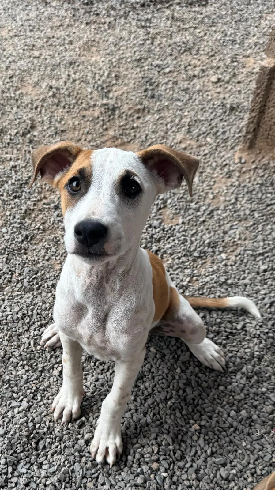 MARIE (Fasnia Pup)