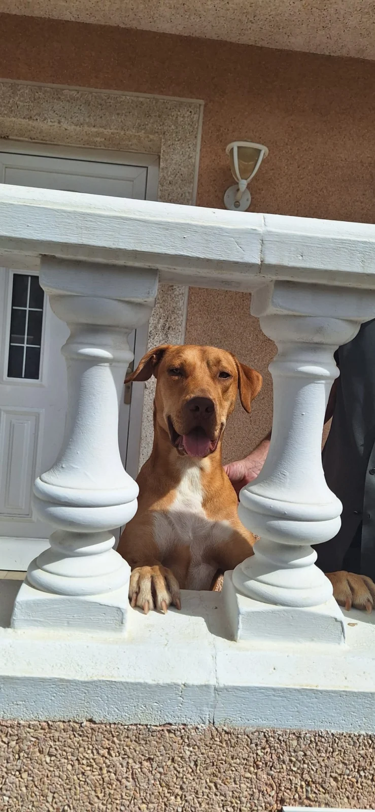 Locki Has Found His Forever Home