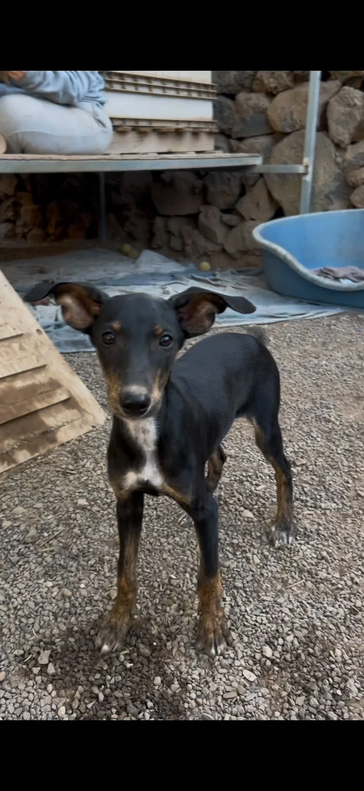 CHILLI (Uma Pup)