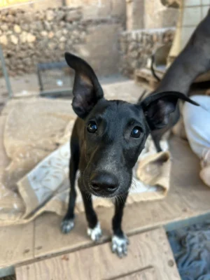 PERDITA (Uma Pup)