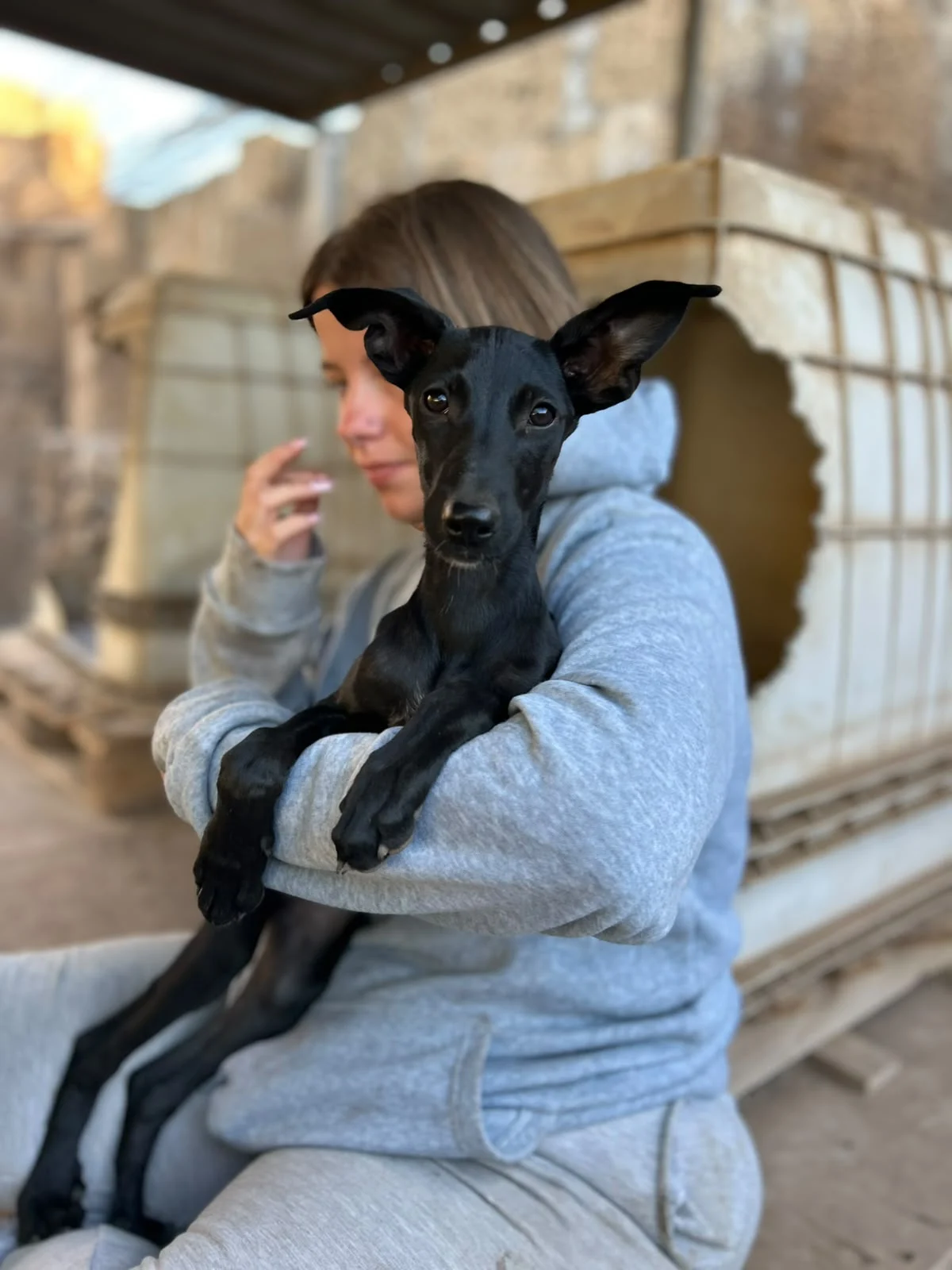 LADY (Uma Pup)