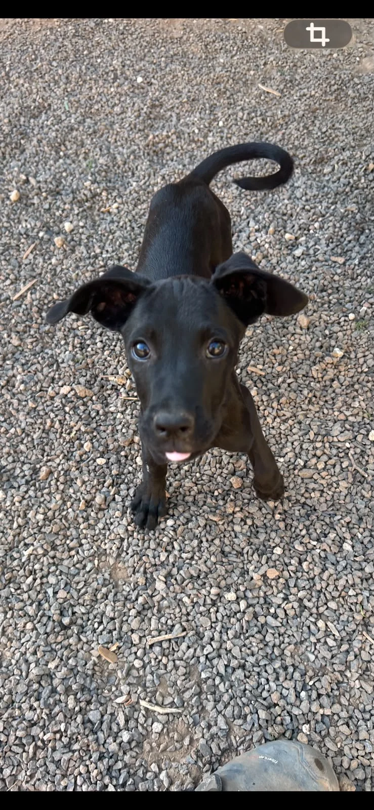 BORIS (Guimar Pup)