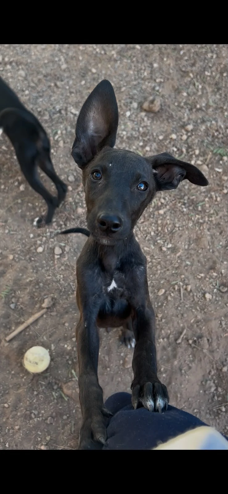 COPPER (Uma Pup)