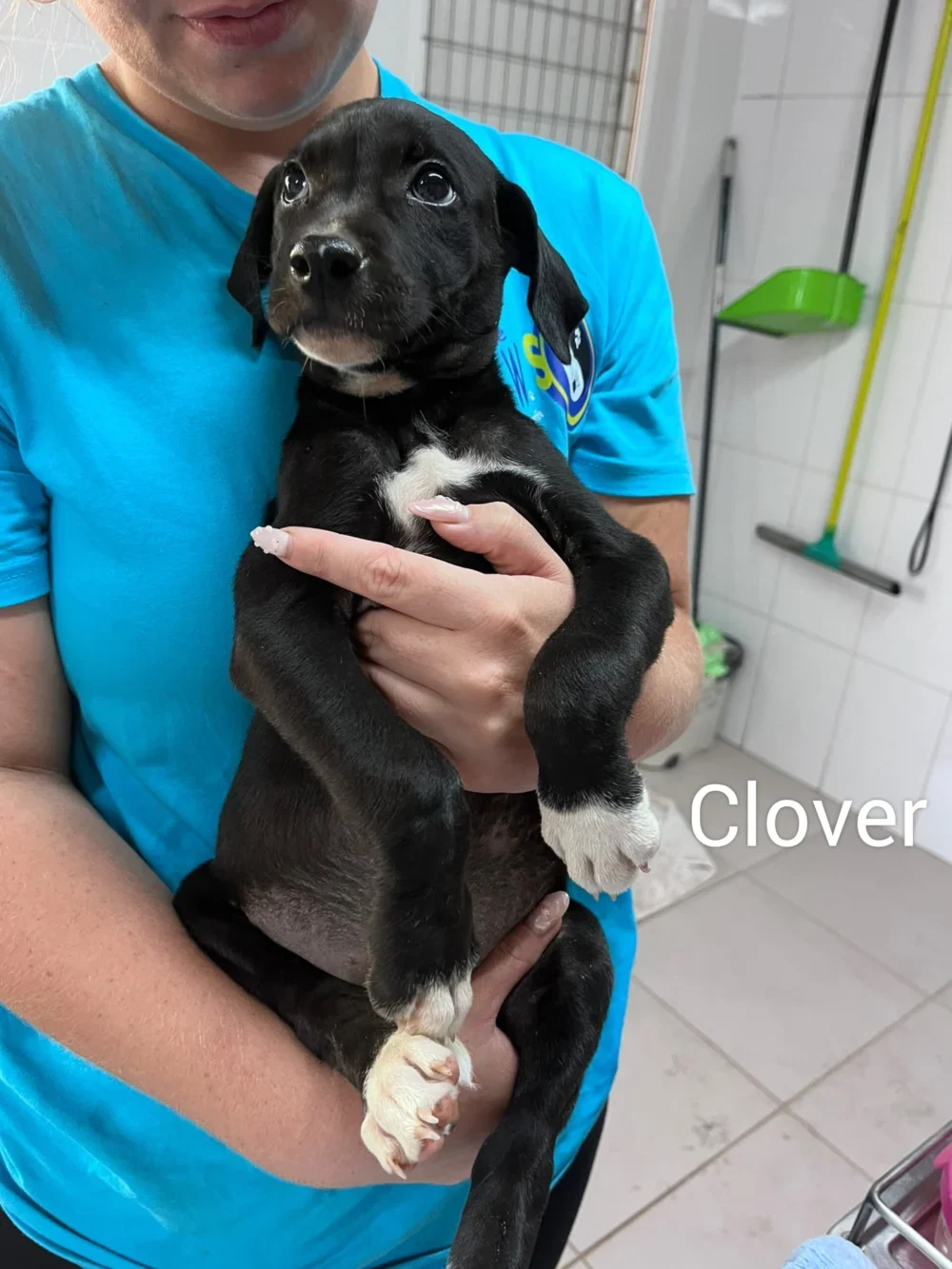 Clover