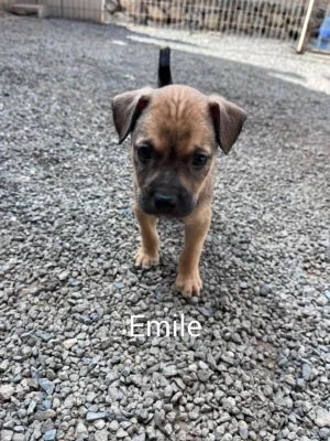 EMILE (cruz pup)