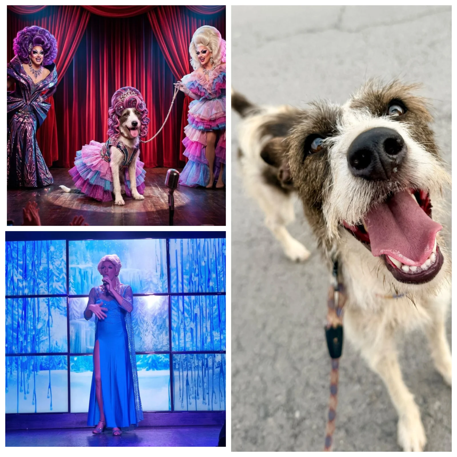 MHT Dog of the Month – Elsa