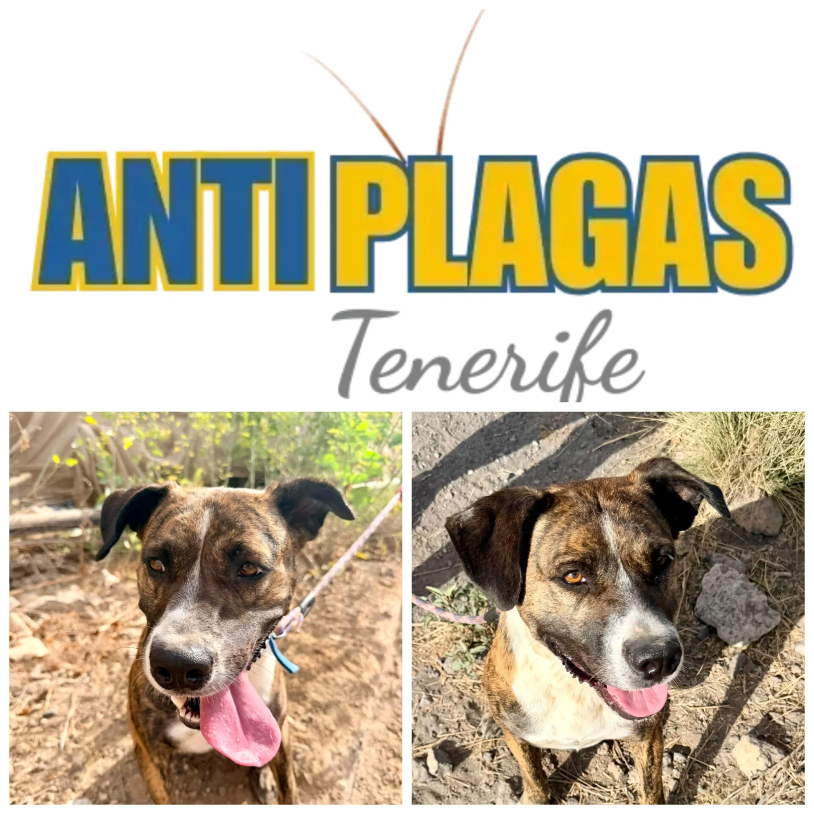 Anti Plagus Featured Dog of the Month – October