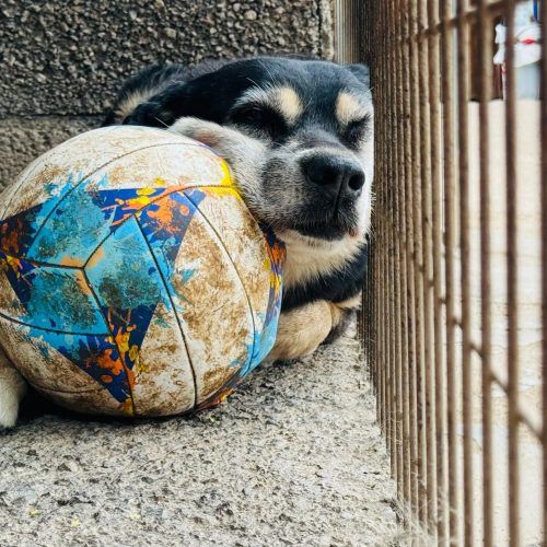 foto portada perros en adopcion tenerife
