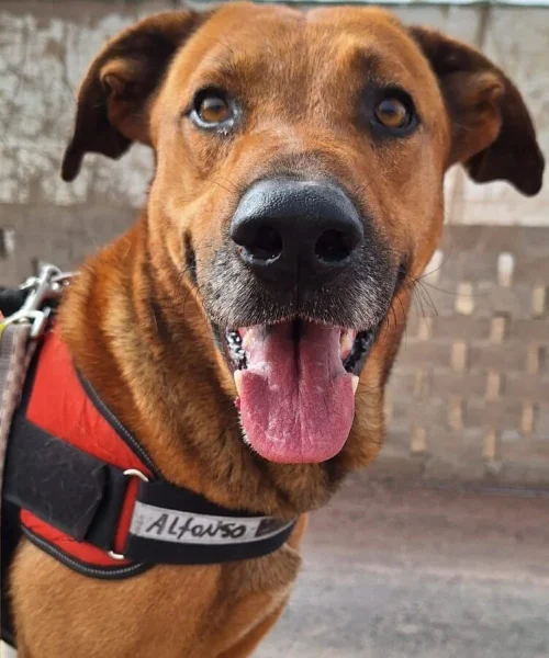 A rescued dog at Live Paws Tenerife