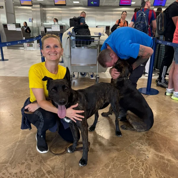 Dog ready for flight chaperone journey