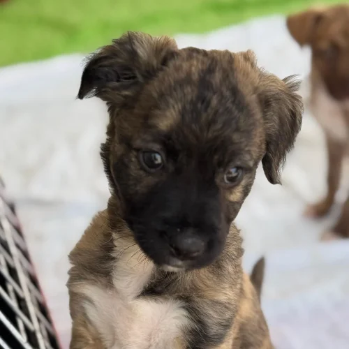 Dog in foster care